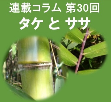 第30回