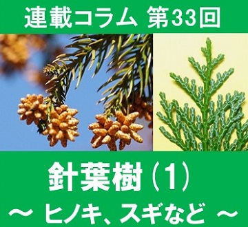 第33回