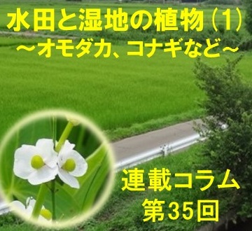 第35回