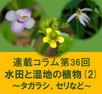 第36回