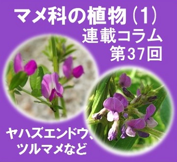 第37回