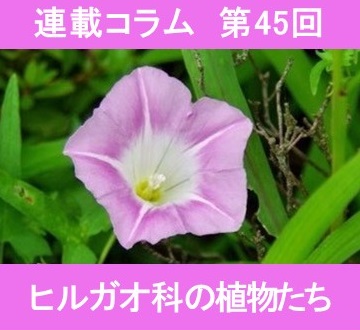 第45回