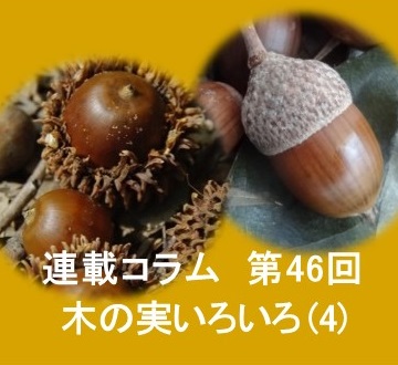 第46回