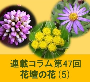 第47回