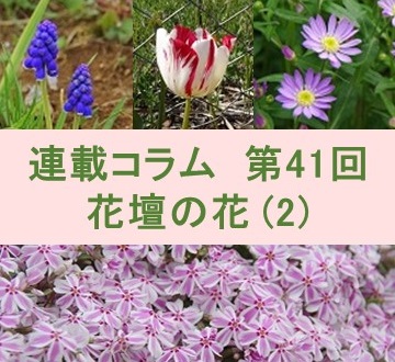 第41回