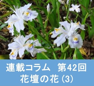 第42回