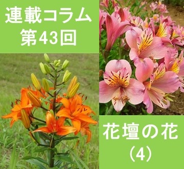 第43回