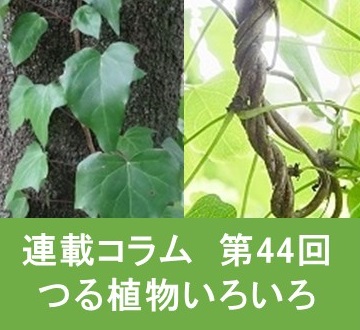 第44回