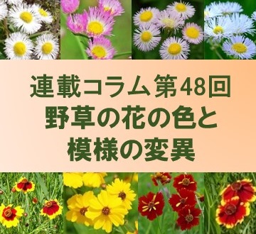 第48回