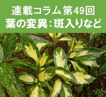 第49回