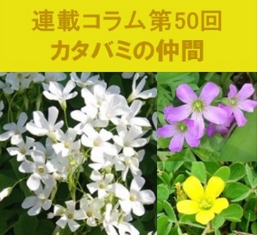 第50回