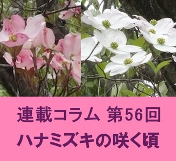 第56回