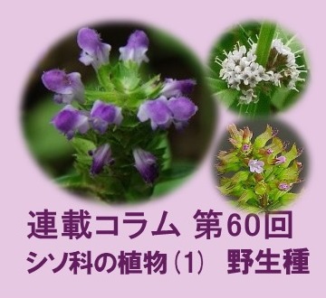 第60回