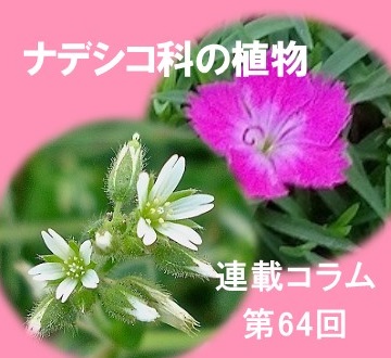 第64回