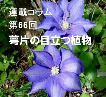 第66回