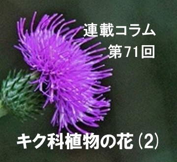 第71回